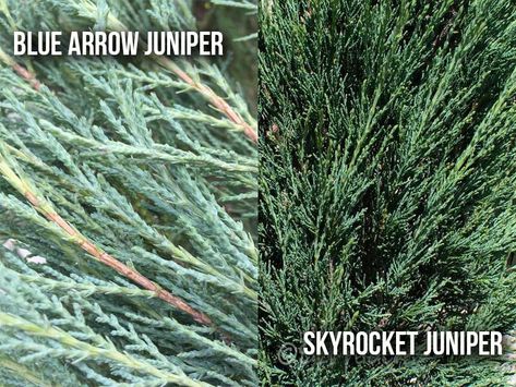 Junipers are some of the most popular privacy trees. This is especially true of mountain junipers, namely Blue Arrow Juniper and Skyrocket Juniper. The first… Taylor Juniper, Skyrocket Juniper, Privacy Landscaping Front Yard, Blue Arrow Juniper, Blue Point Juniper, Landscape Ideas Front Yard Curb Appeal, Hydrangea Landscaping, Conifers Garden, Garden Bed Layout