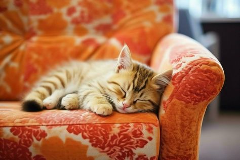 Cute cat sleeping or resting on the sofa at home. Lazy cat sleeping on the sofa. Cat day concept by AI Generated Sleeping Pose, Cute Cat Sleeping, Cat Photos, Lazy Cat, Cityscape Photos, Cat Sleeping, Cats Illustration, Logo Banners, Cartoon Images