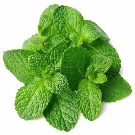 Strong Drinks, Peppermint Scent, Lose 15 Pounds, Flavored Oils, Liver Detox, Fresh Mint Leaves, Glycerin Soap, Fresh Fragrances, Fat Burning Drinks