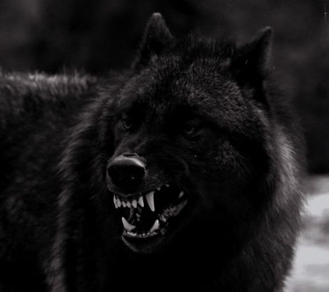 Alpha Wolf Wallpaper, Alpha Wolf Art, Alfa Wolf, Omega Wolf, Wolf Picture, Wolf Aesthetic, Werewolf Stories, Werewolf Aesthetic, Scary Dogs