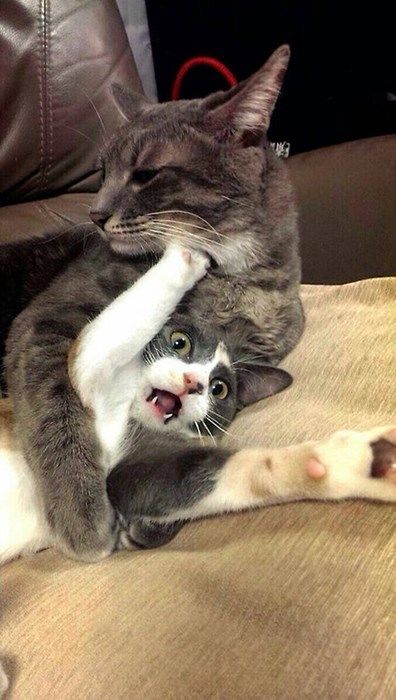 Kkkk Animal Humour, Söt Katt, Cute Cat Gif, Miyagi, Funny Animal Memes, Animal Quotes, Funny Animal Pictures, Animal Memes, 귀여운 동물