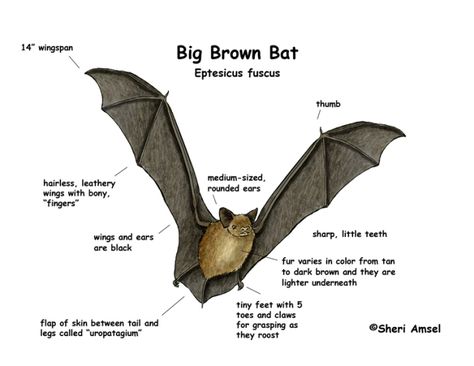 Big Brown Bat, Bat Lessons, Bat Anatomy, Little Brown Bat, Food Webs, Batman Decor, Animal Report, Bat Species, Bat Tattoo