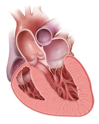 Cardiac Muscle, Homemade Facial Mask, Open Heart Surgery, Stomach Muscles, Efficient Workout, Heart Surgery, Cardiovascular System, Core Muscles, Heart Health