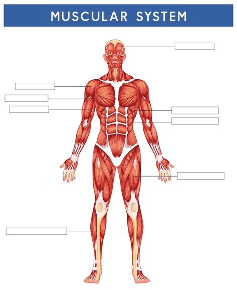 Muscular System Diagram, Muscular System Labeled, Muscular System Project, Muscular System For Kids, Leg Muscles Diagram, Muscular System Activities, Human Muscular System, Muscular System Anatomy, Human Body Structure