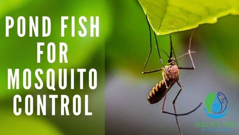 Mosquito Fish, Female Mosquito, Fish Pool, Fish Pond Gardens, Raising Ducks, Goldfish Pond, Family Homestead, Outdoor Water Feature, Pond Fish