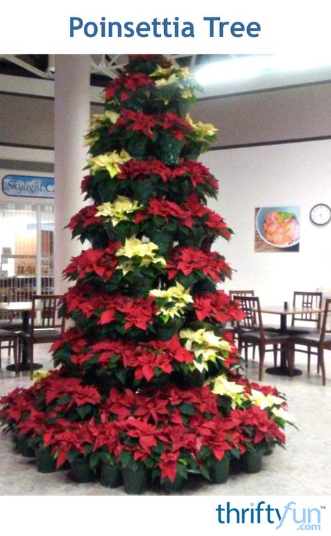 December Flowers, Advent Church Decorations, Poinsettia Christmas Tree, Christmas Tree Poinsettia, Poinsettia Tree, Christmas Cactus Plant, Poinsettia Decor, Church Christmas Decorations, Frugal Christmas