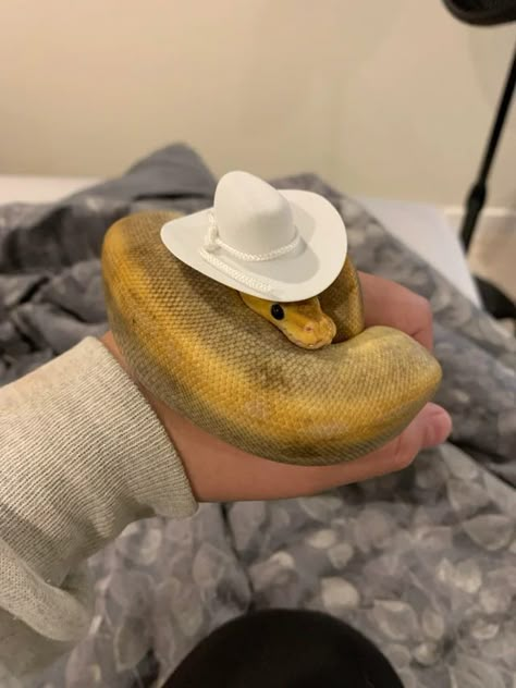 Animals Wearing Hats, Snake Clothes, Snakes In Hats, Snakes With Hats, Animals In Hats, Cute Snakes, Danger Noodle, Baby Snakes, Danger Noodles