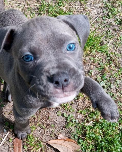 Grey Pitbull Blue Eyes, Beautiful Pitbulls, Pittie Puppies, Pitbull Blue, Blue Pitbull, Black Pitbull, Blue Nose Pitbull, Dog Mommy, Really Cute Dogs