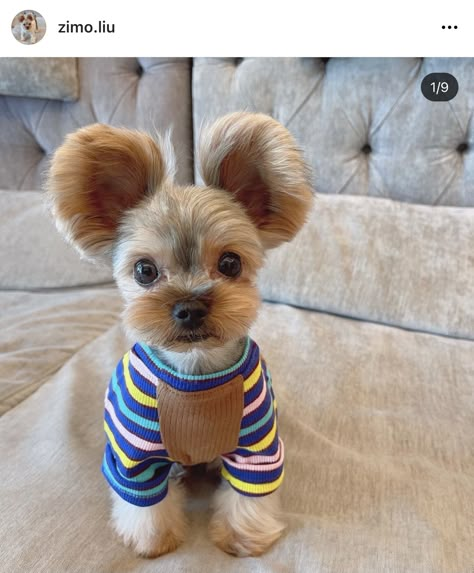 Yorkie Puppy Haircuts, Yorkie Puppy Cut, Yorkshire Terrier Grooming, Yorkie Cuts, Yorkie Haircuts, Teacup Yorkie Puppy, Cute Small Dogs, Very Cute Puppies, Dog Haircuts