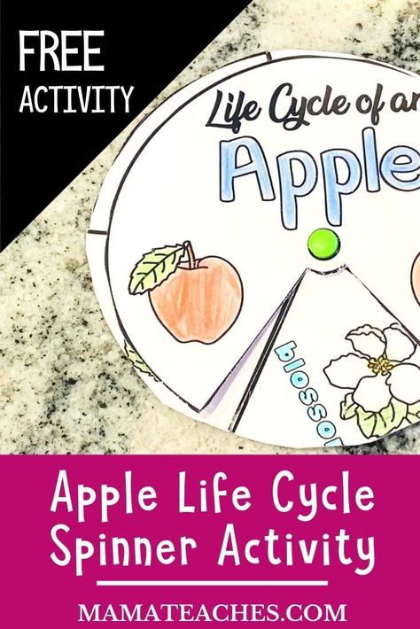 Apple Life Cycle Activity for Preschool and Kindergarten - Mama Teaches Apple Life Cycle Craft, Apple Tree Life Cycle, Life Cycles Kindergarten, Life Cycles Preschool, Apple Unit Study, Tree Life Cycle, Apple Life Cycle, Life Cycle Craft, Homeschool Science Curriculum