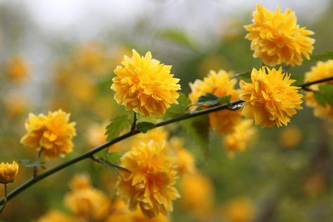 Noted for its green winter stems and yellow spring flowers, Kerria japonica 'Pleniflora' (Japanese Kerria) is a vigorous suckering deciduous shrub of great beauty. In spring, it gets covered with bright yellow, pom-pom-like flowers, 2 in. across (5 cm). Borne on slender, arching stems, the blossoms resemble small roses. The foliage of prominently veined, narrow, light green leaves unfolds in the spring. It warms up to yellow in the fall, before falling to the ground, revealing attractive, bright Kerria Japonica, Japanese Rose, New England Garden, Yellow Spring Flowers, Orange Garden, Shade Flowers, Garden Shrubs, Landscape Plants, Rose Bush