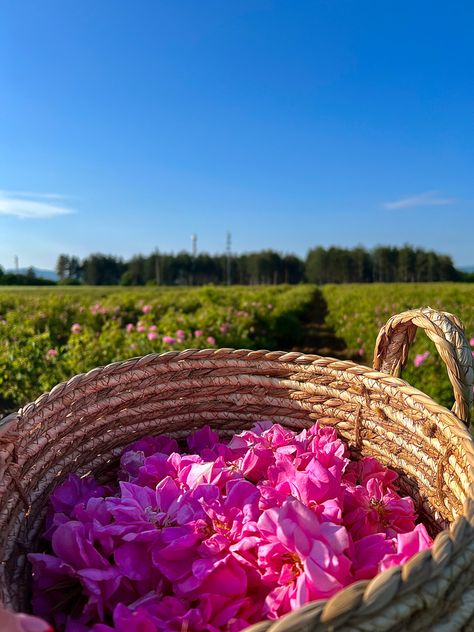 Rose valley Bulgaria Bulgaria Rose Valley, Bulgaria Rose, Rose Farm, Rose Day, Persian Garden, Summer Vacation, Bulgaria, Aromatherapy, Persian