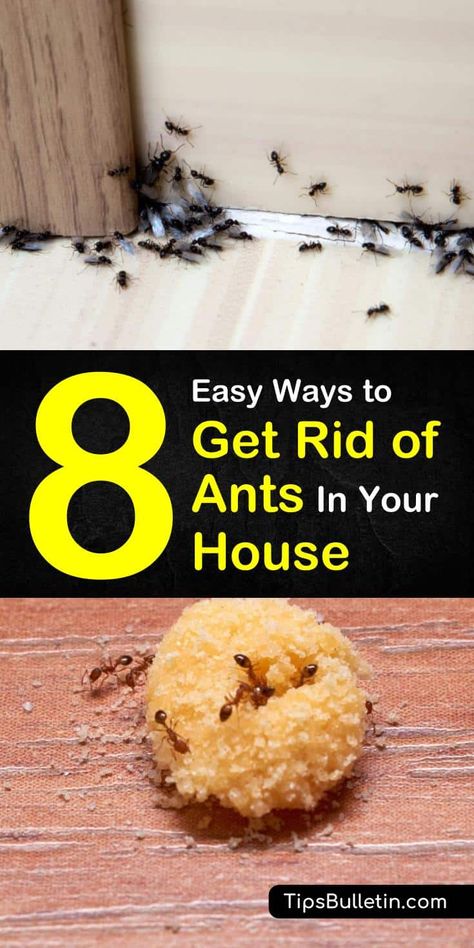 Learn how to take your pest control efforts to the next level by getting rid of ants for good! Keep ant colonies out of your home and kitchen this summer by using natural materials like baking soda and essentials. #ants #pestcontrol #getridofantshouse Home Remedies For Ants, Types Of Ants, Ant Spray, Ant Repellent, Ant Problem, Ants In House, Ant Infestation, Red Ant, Ant Colony