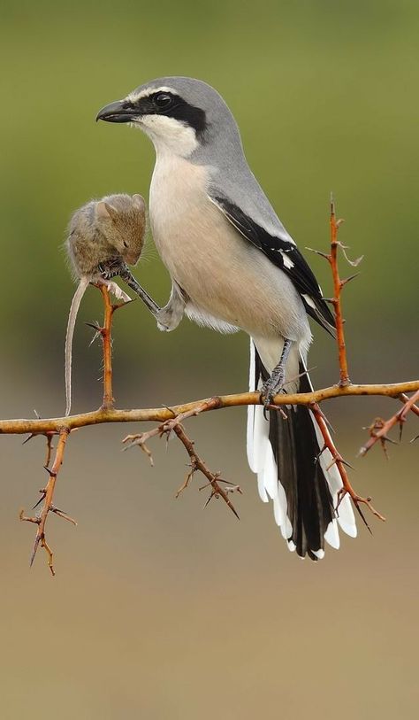 Bird Strike, Bird Identification, Kinds Of Birds, Bird Pictures, All Birds, Horse Pictures, Small Birds, Bird Photography, Birds Of Prey