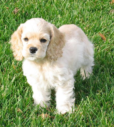 Baby cocker spaniel :) Cocker Spaniel Names, Spaniel Breeds, American Cocker Spaniel, Cocker Spaniel Puppies, Cocker Spaniel Dog, Cocker Spaniels, Spaniel Puppies, Spaniel Dog, Perfect World