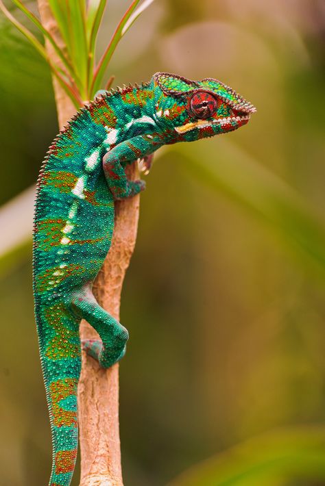 Chameleon Chameleon Lizard, Ray Ray, Cute Reptiles, Reptile Snakes, Crocodiles, Reptiles And Amphibians, Gecko, Exotic Pets, Amphibians