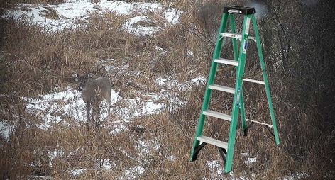 Using a Step Ladder as a Portable Stand Tree Stands Hunting Deer, Homemade Tree Stand, Deer Bait, Ladder Tree Stands, Tree Stand Hunting, Deer Hunting Stands, Deer Stand Plans, Portable Ladder, Hunting Stands