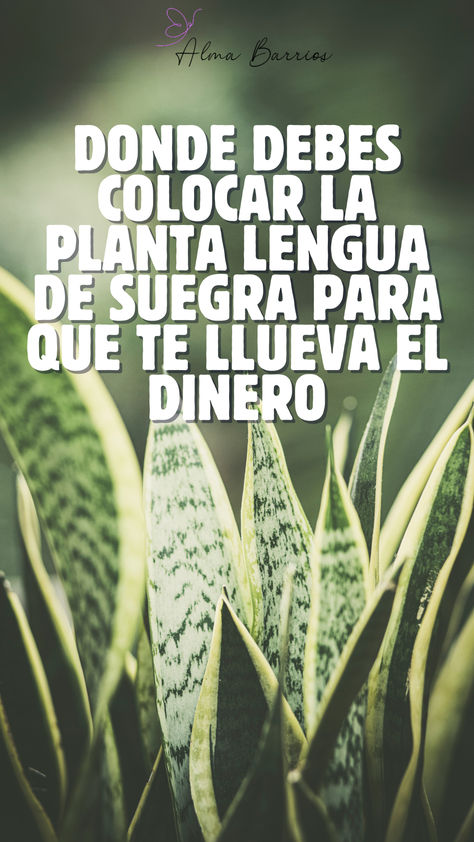 Donde debes colocar la planta lengua de suegra para que te llueva el dinero Ideas Para El Jardin, Ideas Para La Casa, Plantas Interior, Spanish Home Decor, Healthy Juice Drinks, Pine Cone Art, Mason Jar Flowers, Patio Garden Design, Cozy Seating