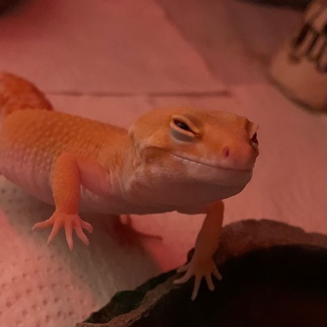 Pet Gecko Aesthetic, Suspicious Aesthetic, Lizards Aesthetic, Gecko Aesthetic, Lizard Aesthetic, Aesthetic Lizard, Lizard Meme, Lizard Wallpaper, Lizard Habitat