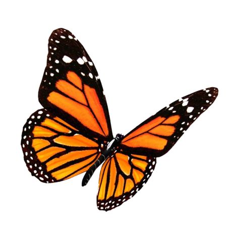 Aesthetic Transparent, Photowall Ideas, Aesthetic Orange, Butterfly Art Print, Butterfly Collection, Aesthetic Sticker, Monarch Butterflies, Butterfly Illustration, Orange Butterfly