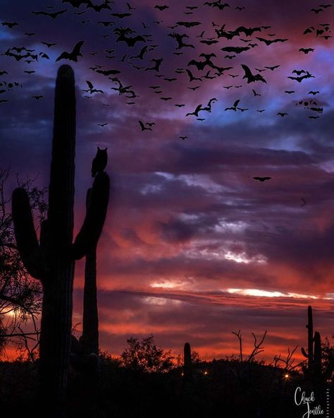 Chuck Jentlie on Instagram: “November nights, Leftovers from Halloween. . . . #halloween #halloweenowl #halloweenvibes #spooky #spookynight #desertsunset #arizonasunset…” Spooky Desert, Sonora Desert, Arizona Sunset, Halloween Wallpapers, Desert Scene, Halloween Owl, Desert Sunset, Halloween Wallpaper, Halloween Halloween