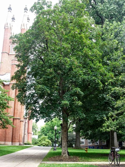 Acer Dissectum, Acer Palmatum Taylor, Acer Palmatum Sango Kaku, Acer Bloodgood, Franklin Marshall, Acer Pseudoplatanus Tree, Make A Difference, Hands On, Education