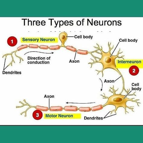 The Biomics’s Instagram post: “Types of Neurons. •Sensory neurons Sensory neurons help you: taste, smell, hear, see, feel things around you  Sensory neurons are triggered…” Cell Biology Notes, Types Of Neurons, Nervous System Anatomy, Basic Anatomy And Physiology, Medical Student Study, Brain Anatomy, Nursing School Survival, Exam Review, Biology Lessons