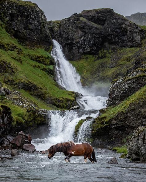 I Photograph Horses In Phenomenal Icelandic Landscapes (37 Pics) Iceland Photography Landscapes, Iceland Horses, Icelandic Horses, Iceland Landscape, Iceland Photography, Wild Animals Pictures, Icelandic Horse, Equine Photographer, Horse Equestrian