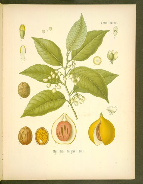 MBG Rare Books: Illustration of MYRISTICA fragrans Houtt. 132 . Common name(s): nutmeg, Scientific name: Myristica fragrans Houtt., Nutmeg Benefits, Nutmeg Tree, Illustration Botanique Vintage, Myristica Fragrans, Plant Art Print, Illustration Botanique, Botanical Illustration Vintage, Botanical Art Prints, Spices And Herbs