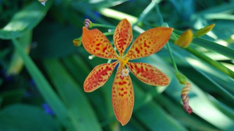 Blackberry Lily Plant Care: How to Grow Blackberry Lilies Blackberry Lilies, Blackberry Lily, Lilly Plants, Lily Plant Care, Growing Blackberries, Lily Seeds, Lily Plant, Leopard Flower, Raised Flower Beds