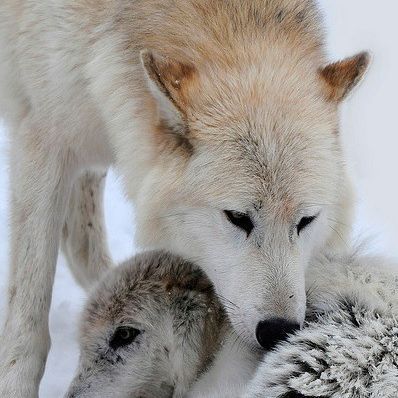 NATIVE WOLVES SPIRIT on Instagram Black And White Wolves Together, Black And White Wolf Aesthetic, Black Wolf With White Markings, Black Wolf And White Wolf, White Wolf And Black Wolf, White Wolf Aesthetic, White And Black Wolf, Black And White Wolves, Cute Wolves