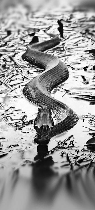 Snake In Water, Water Snakes, Animals Snake, Water Snake, Beautiful Snakes, Reptile Snakes, A Snake, Reptiles And Amphibians, White Photo