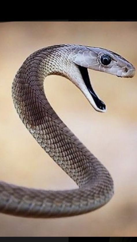 Snake Reference, Black Mamba Snake, Freddy Krueger Art, Most Dangerous Animals, Mamba Snake, Snake Images, Snake Photos, Cute Reptiles, Beautiful Snakes