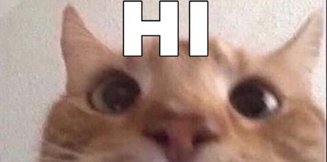 hi how are you Why Are You Looking At My Profile, How Are You Memes, This You?, Daily Homie Checkup Cat, Hi Meme Funny, Hi Reaction Pics, Hi How Are You, How Are You, Meme Hi