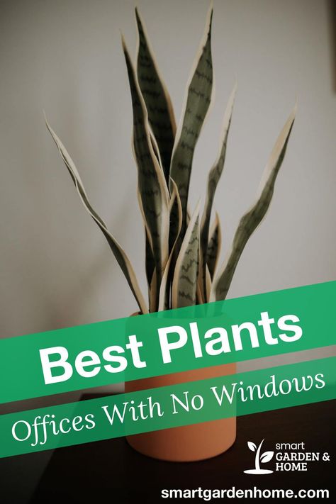 Decorate Work Office Window, Plants For Windowless Room, Best Desk Plant, Plants For An Office With No Windows, No Light Plants Indoor Office, Lighting For Office With No Windows, Decorate Windowless Office, Boho Office With Plants, Therapy Office Decor Artwork