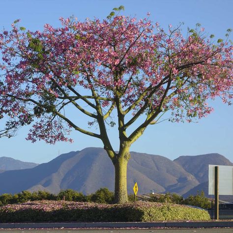 Large bonsai tree