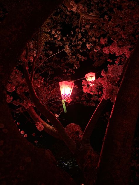 Japanese Night Aesthetic, Cheery Blossoms Aesthetic, Japan Dark Aesthetic, Japan Night Aesthetic, Japan Night, Asian Night Aesthetic, Night In Japan Aesthetic, Cherry Blossom Night Aesthetic, Ancient Japan Aesthetic Dark