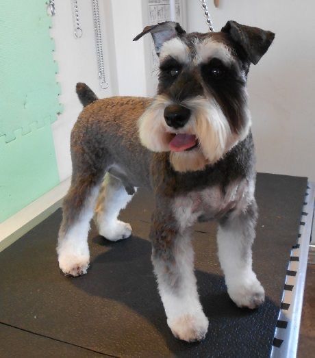 Schnauzer Haircuts Hairstyles, Snauzer Haircut, Schnauzer Haircut Hairstyles, Schnauzer Grooming Styles, Schnauzer Haircuts, Schnauzer Haircut, Schnauzer Cut, Schnauzer Grooming, Dog Grooming Styles