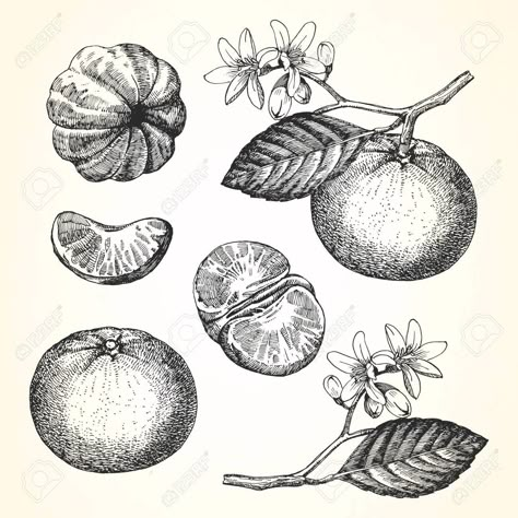 Traditional Fruit Tattoo Black, Orange Tattoo Fruit Black, Clementine Tattoo Black And White, Mandarin Drawing, Mandarin Tattoo, Clementine Drawing, Tangerine Tattoo, Clementine Tattoo, Orange Sketch