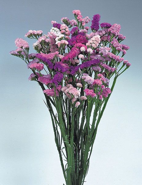 Limonium (Statice) 'Pastel Shades' Flora Frame, Cut Garden, Floral Design Classes, Filler Flowers, Flower Identification, April Flowers, Plant Information, Cut Flower Garden, Seed Company