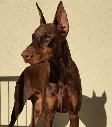 Brown Doberman Aesthetic, Brown Doberman Puppy, Doberman Brown, Red Doberman Pinscher, Brown Doberman, Black Doberman, Doberman Love, Doberman Dog, Doberman Pinscher Dog