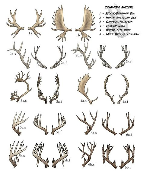 Antler Drawing, Antlers Drawing, Antler Tattoos, Antler Tattoo, Deer Horns, Deer Tattoo, Deer Skulls, Skull Drawing, Creature Concept Art