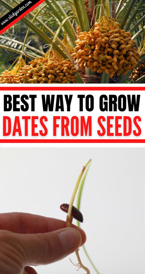 Best way to grow dates from seeds. When you see that your plant has grown to a tree size then you can move it outdoors. You can grow it on your deck or in your garden. Full sun exposure is very important for your date palm tree. Growing Dates From Seed, Date Seeds Planting, Dates Palm Tree, How To Grow Dates From Seed, Growing Dates, Garden Full Sun, Date Seeds, Growing Plants From Seeds, Date Palm Tree