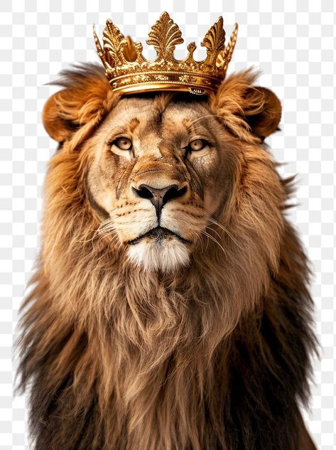 Crown Transparent Background, Lion Accessories, Lion With A Crown, Lion Black And White, Crown Background, Lion With Crown, Aesthetic Pngs, Lion Png, Lion Crown