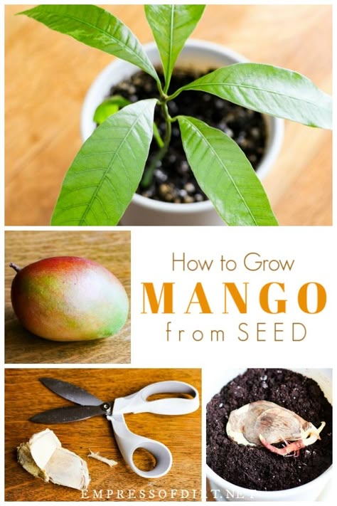 Mango From Seed, Growing Mango From Seed, Grow Mango, Mango Plant, Regrow Vegetables, Growing Fruit Trees, Mango Seed, Avocado Seed, نباتات منزلية