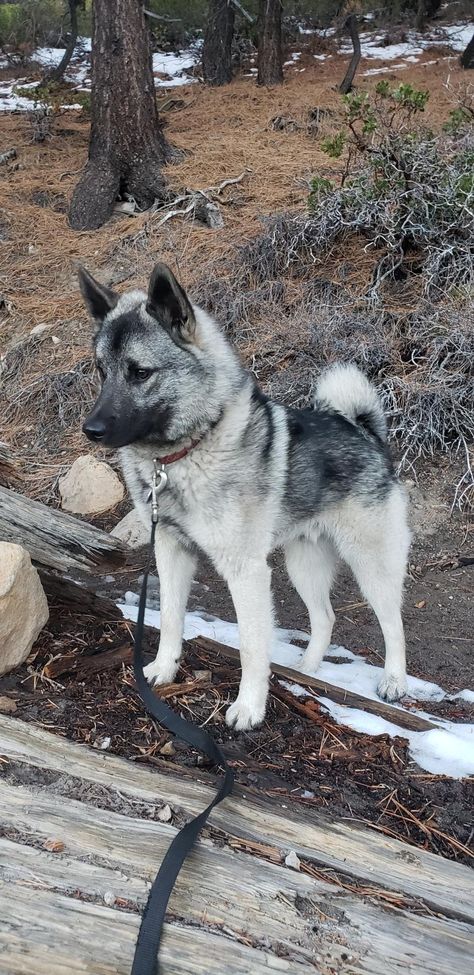 Norwegian Dog, Norwegian Elkhound Tattoo, Norwegian Elkhound Puppy, Elkhound Norwegian, Norweigen Elkhound, Elkhound Puppies, Norwegian Elkhound Aesthetic, Norwegian Elkhounds, Norwegian Elk Hound