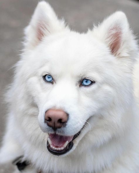 Pitbull Husky, Laika Dog, Wolf With Blue Eyes, Husky With Blue Eyes, White Siberian Husky, Wolf Husky, Fox White, White Husky, White Ghost