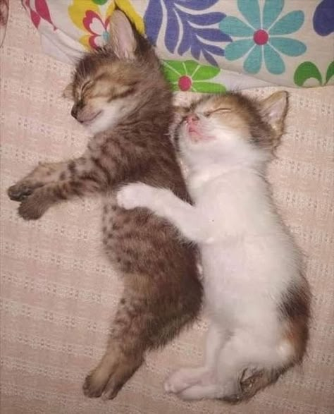 Silly Cats Pictures, Baby Kittens, Silly Animals, Cat Sleeping, Cat Aesthetic, Funny Cute Cats, Silly Cats, Pretty Cats