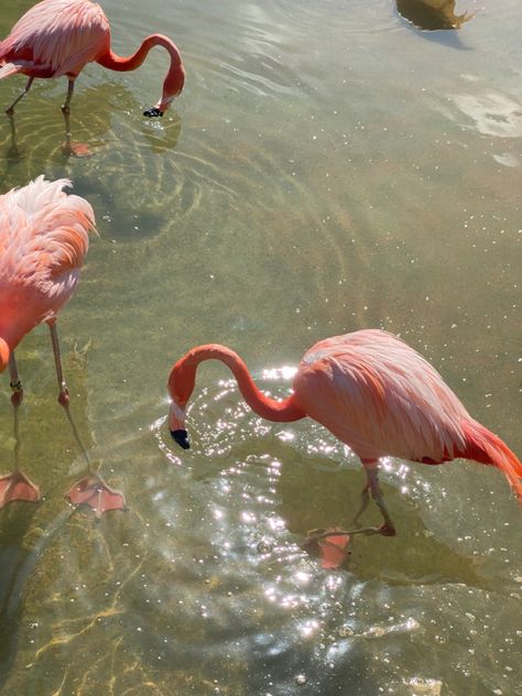 #lanadelreyaesthetic #pond #water #pinkflamingo #summer #vibes #birds Flamingo Aesthetic, Pink Flamingos, Lana Del Rey, Summer Vibes, Flamingo, Birds, Water, Pink, Animals