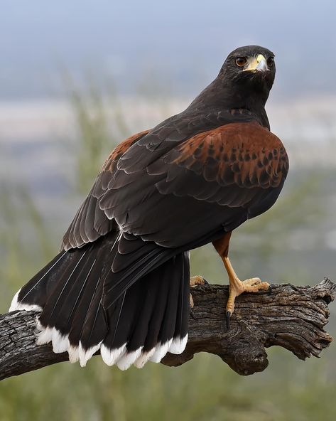 Harris's Hawk (Parabuteo unicinctus). Photo: Robert Peacock. Harris Hawk, Bird Wings, Wildlife Photos, Bird Photo, Birds Of Prey, Love Birds, Art Inspo, Birds, Carving